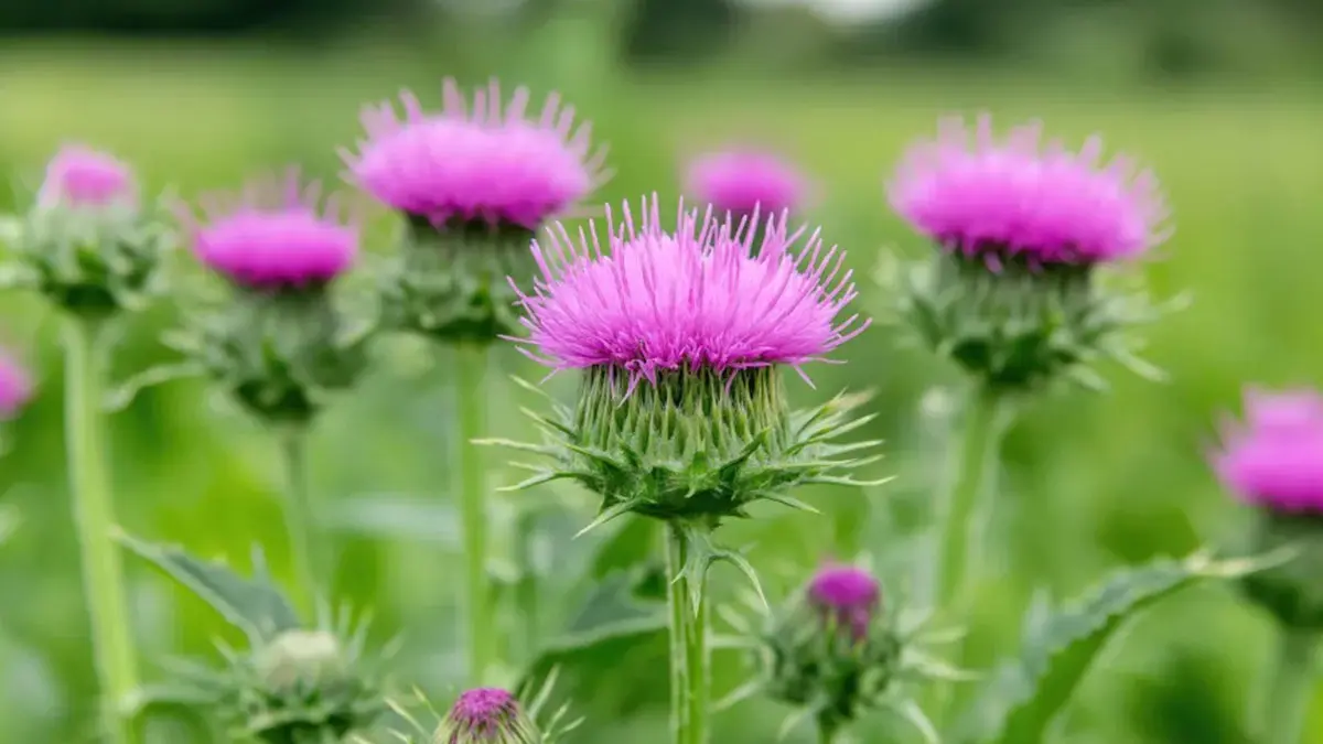 خار مریم برای لک و جوش پوست