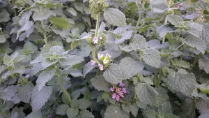 خواص فراسیون برای زنان