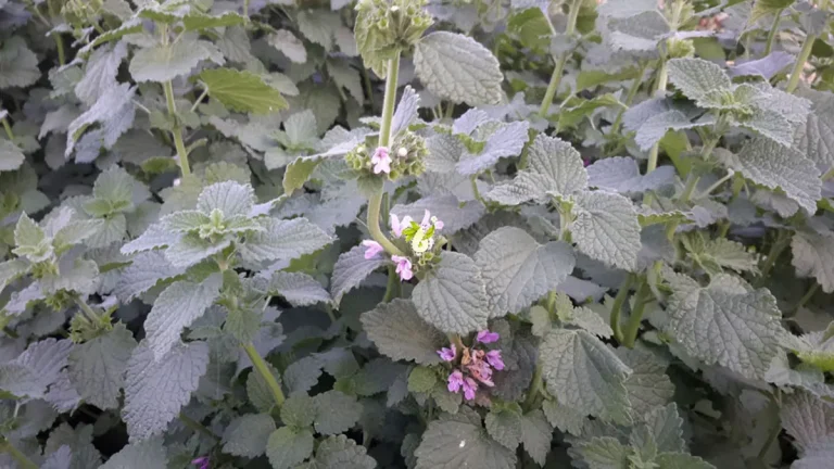 خواص فراسیون برای زنان