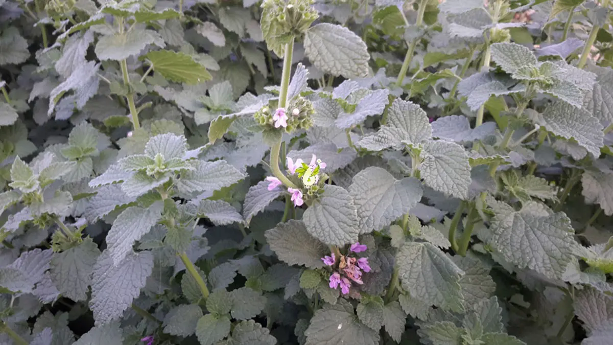 خواص فراسیون برای زنان