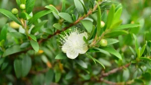 خواص مورد برای پوست